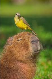 Animals Sitting On Capybaras Pets Capybara Animals Wild