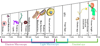 In terms of the nanometer world, these are quite huge. How Big Are The Organelles In A Cell Quora