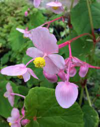 Begonia Grandis Herons Pirouette At Digging Dog Nursery Dog Nursery Digging Dogs Begonia