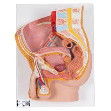 Abdominal and pelvic anatomy encompasses the anatomy of all structures of the abdominal and this anatomy section promotes the use of the terminologia anatomica, the international standard of. Anatomical Teaching Models Plastic Human Pelvic Models Male Pelvis Model With Genital Organs