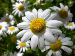 Flores