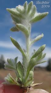 Image result for Gnaphalium