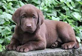 Maybe you would like to learn more about one of these? Silver Lab Puppies For Sale In Pa Crazypurplemama