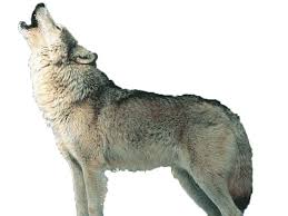 Download 145 wolf png images with transparent background. Howling Wolf Png Free Howling Wolf Png Transparent Images 32518 Pngio