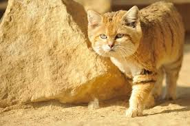 Why Is The Sand Cat The Strongest Cat On Earth Pouted Com Sand Cat Wild Cat Species Cats