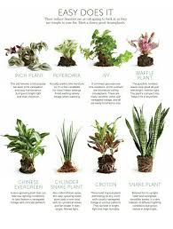 Like The Chinese Evergreen And Snake Plant For Low Light Areas Plants Low Light Plants House Plants