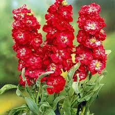 Image result for Matthiola