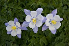 Whether beautiful, unique, stinky, useful, or yummy, you've come to the right place to learn about all types of flowers. 10 Different Types Of Columbine Flowers Home Stratosphere