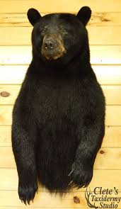 Black Bear Half Mount Half Size Cletestaxidermystudio Bear Mounts Black Bear Hunting Animal Taxidermy