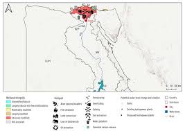 Image result for Ascolepis lineariglumis