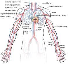 Initial source (organ, major vein. Illustrations Of The Blood Vessels