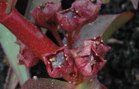 Image result for Nesaea polycephala