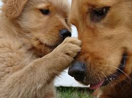 Golden Retriever Yavru Ile Ilgili Gorsel Sonucu Yavru Kopek Hayvan Bebekler Golden Retriever