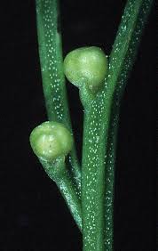 Image result for Psilotum