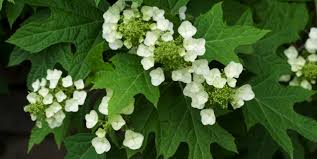 Pretty trouble free except that deer love them. Oakleaf Hydrangea Piedmont Master Gardeners