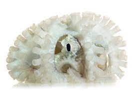 The Atlantic Pygmy Octopus Is Quite Tiny This Specimen S Mantle Is Just Over An Inch Long Octopus Types Of Octopus Red Octopus