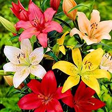 I will have these planted all over my yard when i have my own place. How To Plant Lilium Asiatic Bulbs