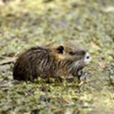 Have tried rat poison with no effect. How To Get Rid Of Muskrats Wildlife Removal Plus