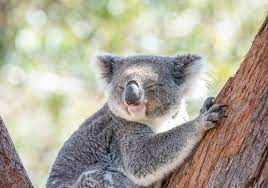 The fires in australia have affected huge numbers of wild animals. Port Stephens Koala Sanctuary 162 2 4 5 Nelson Bay Hotel Deals Reviews Kayak