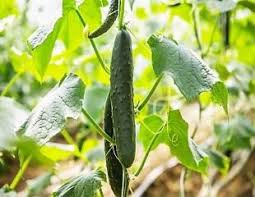 Cucumbers grow well in greenhouses. How To Grow Cucumbers