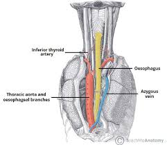 Mediastinal compartments, anatomic and radiographic. The Posterior Mediastinum Borders Contents Teachmeanatomy