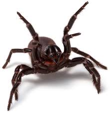 The species atrax robustus and a. Sydney Funnel Web Spider Facts Identification Pictures