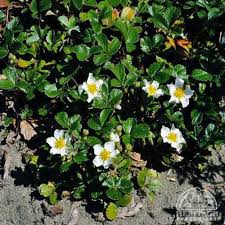 Image result for Fragaria chiloensis