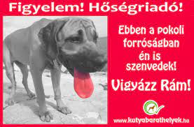 We did not find results for: Figyelem Hosegriado Hirek Dogs Animals