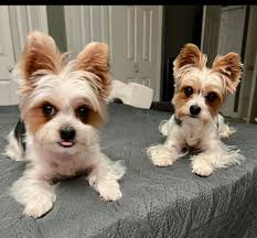 Hi there, Has anybody got any recommendations for local puppy training  classes?