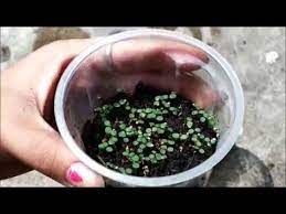 How To Germinate Strawberry Seeds Germinating Strawberry Seeds At Home Youtube Strawberry Seed Strawberry Plants Succulent Potting Mix