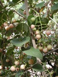Image result for Cordia pilosissima