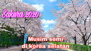 Tapi kenyataannya lokasi cuma berada di bondowoso, jawa timur. Musim Semi Di Korea Selatan 2020 Bunga Sakura Youtube