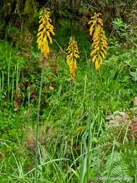 Image result for Kniphofia thomsonii