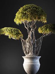 Archicg Plants Bonsai For Interior Volume 1 Rosliny Ogrody Ogrod W Domu