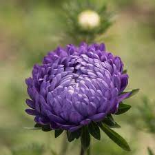 Tower Blue China Aster Seed Johnny S Selected Seeds Aster Flower Flower Seeds Pollinator Garden