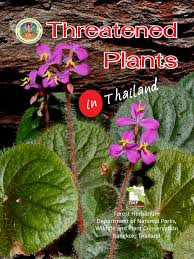 Image result for Helixanthera verruculosa