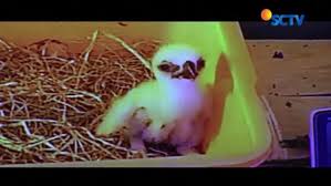 Check spelling or type a new query. Belajar Mencintai Dan Melestarikan Elang Jawa Di Taman Safari Indonesia Regional Liputan6 Com