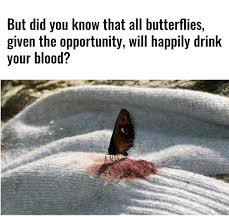 Andrey Isn T Here Fun Fact We All Love Butterflies They Are Cute