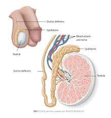 For example, imaging tests can show if the cancer has spread. Testicular Cancer Patient Information