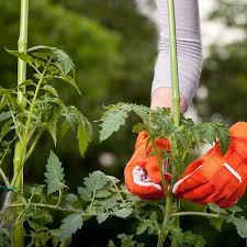 These are great because you can make them any shape or size. Staking Tomatoes Peppers The Right Way