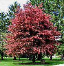 Image result for Fagus sylvatica