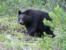 Black Bear Shot Placement Archery Bear Hunting Bear Hunting Black Bear Hunting Black Bear