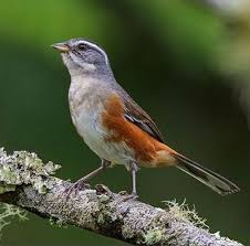Gray Bird With White Stripes On Wings And Tail Pin On Birds Thraupidae Group 1 Tanagers Primarily Dull In Color