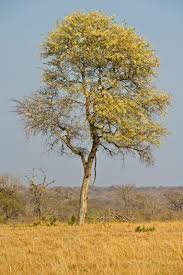 Image result for Acacia nigrescens