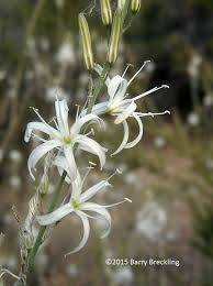 Image result for Chlorophytum galpinii