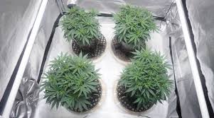 Led's also provide a more powerful light, with a superior spectrum. Cannabis Growing Burmese Kush In A 3x3 Grow Tent Kit By Prateek Godika Medium