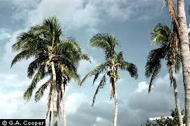 Image result for Cocos nucifera