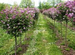 Image result for Syringa meyeri ´Palibin