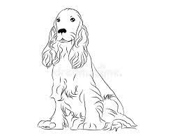 32+ springer spaniel coloring pages for printing and coloring. Cocker Spaniel Cute Dog Coloring Page Stock Vector Illustration Of Beauty Children 125353751