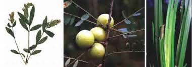 Image result for Phyllanthus fischeri